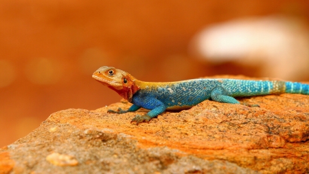 *** Rainbow Agama *** - rainbow, animals, agama, animal, reptiles