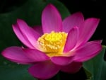 Pink Lotus