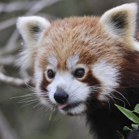 Red panda