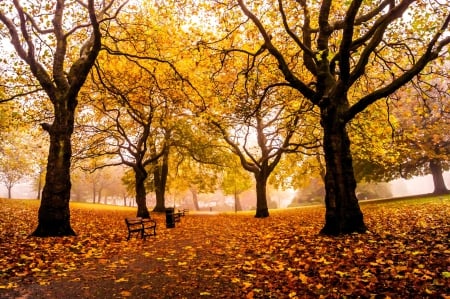 Weston Park, Sheffield, England - autumn, fall, trees, leaves, colors, bench