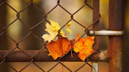 Autumn Leaves - house, door, wire, colors, handle