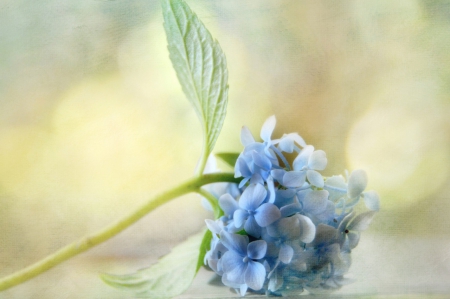 Blue Light - nature, blue, soft, flower, light, pastel