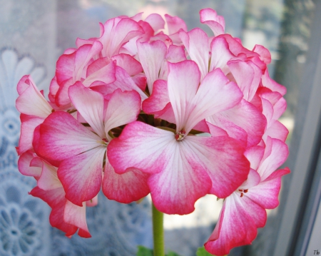 Pink geranium - flowers, flower, pink, geranium