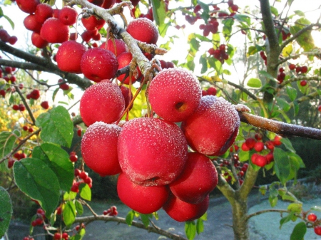 Autumn Apples - ninsoare, rosii, mere, prima