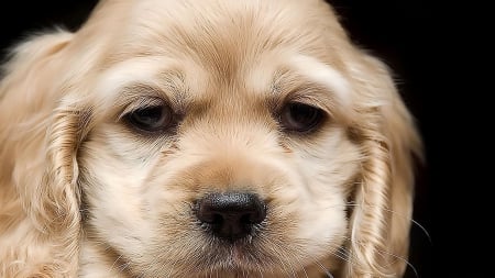 Dog - pretty, beautiful, dog face, puppies, lovely, playful dog, sweet, playful, dogs, cute, face, puppy, animals