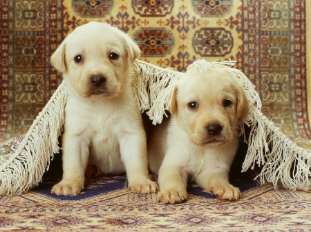 Dogs - puppy, animals, lovely, face, dog face, playful, pretty, beautiful, dogs, playful dog, sweet, cute, puppies