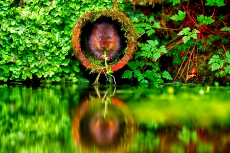 Mouse - river, animal, green, mouse, photo