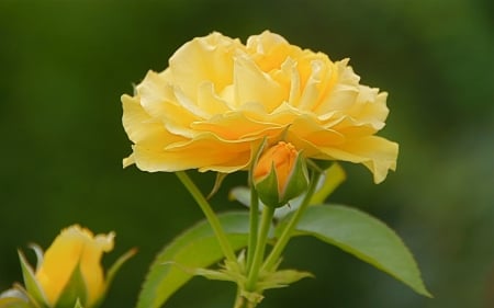 For lovers of yellow color - flowers, rose, yellow, beautiful