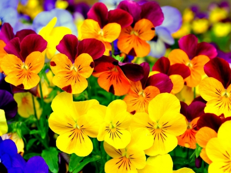 Bright colors petals - pretty, flowers, bright colors, petals