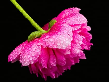 Pink beauty - flowers, petals, pink, pretty