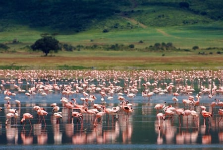 Flamingos in Pemba, Tanzania, Africa - trees, tanzania, birds, water, africa, flamingos, landscape, grass, pink, pemba, nature, green, animals