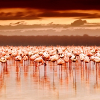 Flamingos Lake Manyara, Pemba, Tanzania, Africa