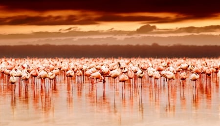 Flamingos Lake Manyara, Pemba, Tanzania, Africa - lake, sky, animals, water, flamingos, sunset, africa, tanzania, pemba, nature, manyara, pink, birds