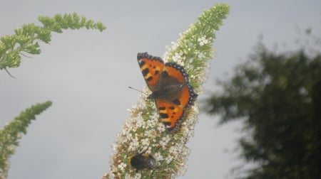 butterfly and bee - butterfly, bee, flower, orange