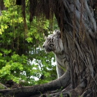 White tiger