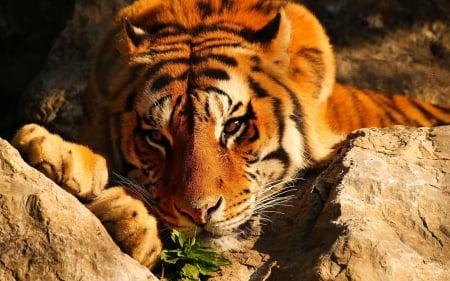 Tiger - black, white, animal, orange, tiger, wild, stripes