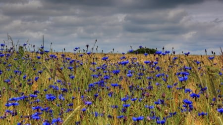 blue belles in a wheat field - flowers, field, wheat, overcast