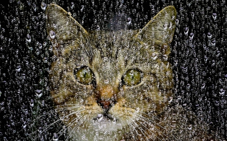 Rainy day - green eyes, window, cat, rain, day, water, animal, drops