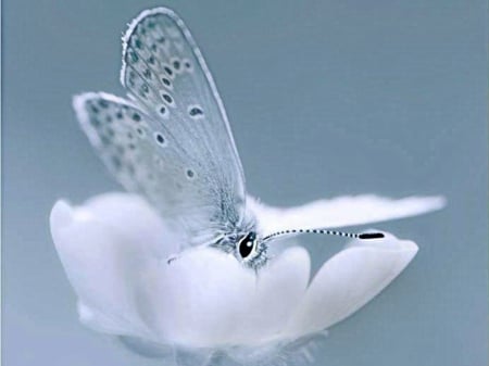 tender butterfly - white, butterfly, blue, floweer, cute