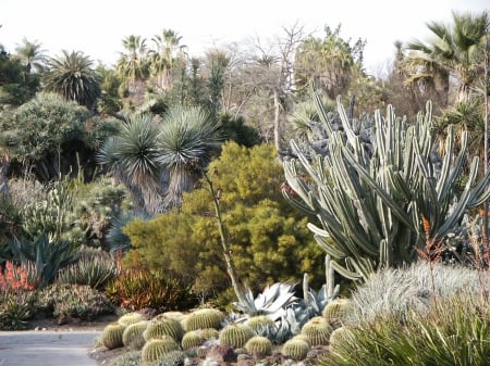 Cactus Garden - cactus, desert, flowers, garden