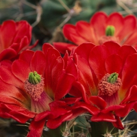 Cactus Flowers