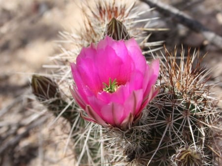 Cactus - cactus, desert, garden, flower