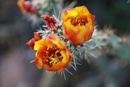 Cactus - cactus, desert, flowers, garden