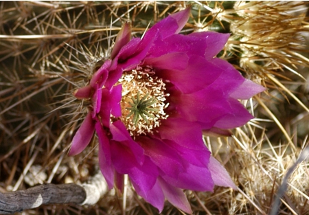 Cactus - cactus, desert, garden, flower