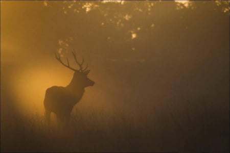 Autumn dawn - fog, HD, forest, dawn, nature, autumn, deer, mist, field, animals, wildlife, wild, wallpaper