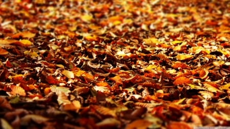 Fall foliage - fall, wallpaper, leaves, abstract, hd, photography, leaf, colours, nature, autumn