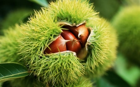 Chestnut - chestnut, tree, forest, autumn