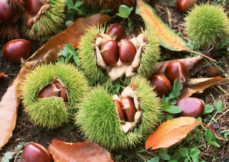 Chestnuts - tree, autumn, chestnuts, forest