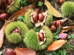 Chestnuts