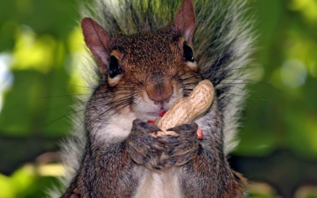 Squirrel - forest, park, squirrel, autumn