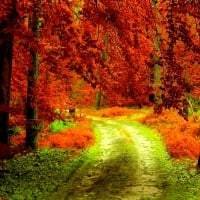 AUTUMN FOREST PATH