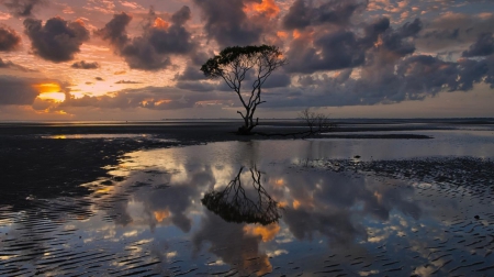 Sunset - se, tree, amazing, clouds