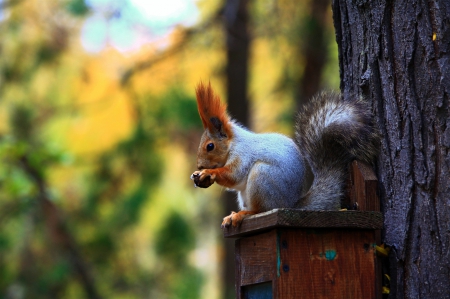 Squirrel - tree, autumn, forest, squirrel