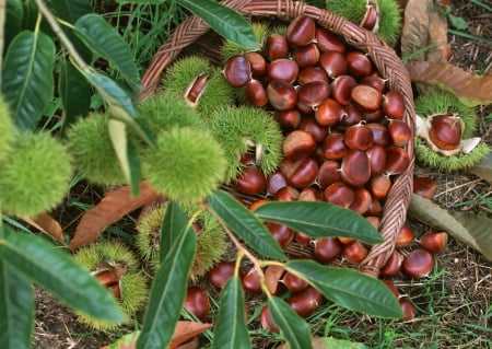 Chestnuts - tree, autumn, chestnuts, forest