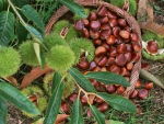 Chestnuts