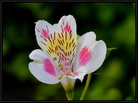 Beauty - flower, dainty, beauty, astromere, nature