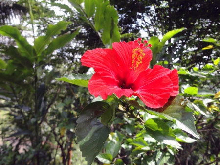 Red Hibiscus - red, flower, hibiscus, plant, leaves, large, petals, nature, green