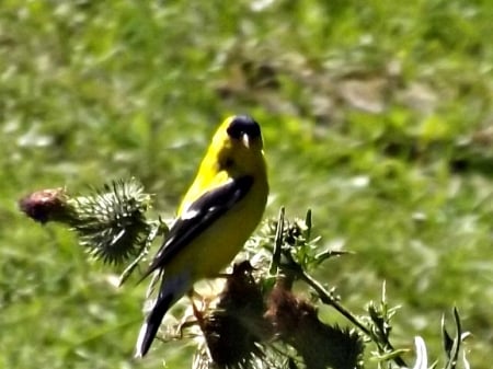 yellow finch - yellow, bird, yellow finch, finch