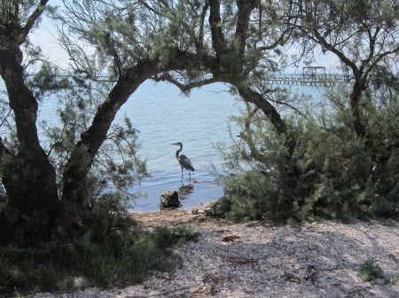 Blue Heron - Posing, Heron, Blue Heron, Paradise