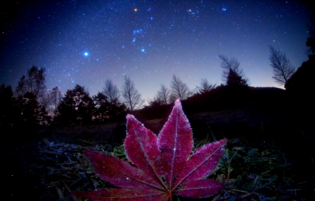 STARRY SKY & AUTUMN LEAF - stars, sky, autumn, night, leaf