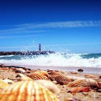 SEA SHELLS & CRASHING WAVES