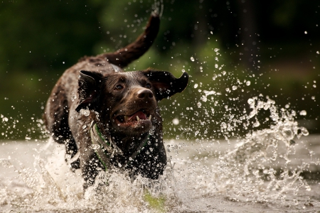 Dog - pretty, beautiful, dog face, puppies, lovely, playful dog, sweet, playful, dogs, cute, face, puppy, animals