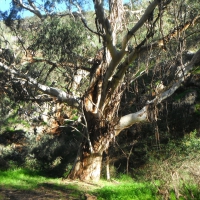 Gum Tree