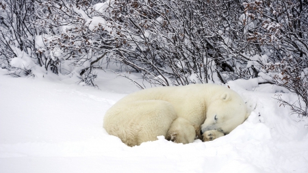 Ice Bear - Ice Bear, Winter, Snow, Animal