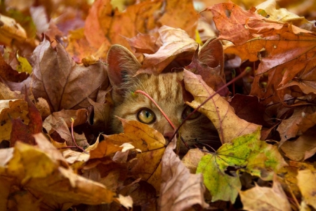 Can You See Me? - ginger cat, autumn, cat, adorable, photography, kitty, animals, leaf, forest, cats, leaves, cute