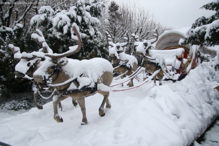 Reindeers - Winter, Snow, Reindeer, Reindeers